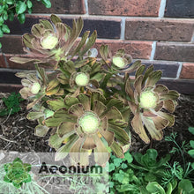 Load image into Gallery viewer, Aeonium arboreum var. holochrysum