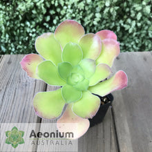 Load image into Gallery viewer, Aeonium canariense var. canariense