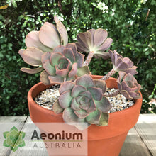Load image into Gallery viewer, Aeonium davidbramwellii