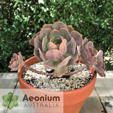 Load image into Gallery viewer, Aeonium davidbramwellii