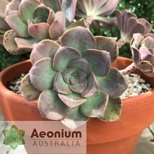 Load image into Gallery viewer, Aeonium davidbramwellii