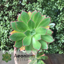 Load image into Gallery viewer, Aeonium decorum var. guarimiarense