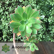 Load image into Gallery viewer, Aeonium decorum var. guarimiarense