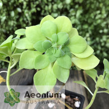 Load image into Gallery viewer, Aeonium goochiae