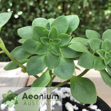 Load image into Gallery viewer, Aeonium goochiae