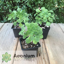 Load image into Gallery viewer, Aeonium goochiae