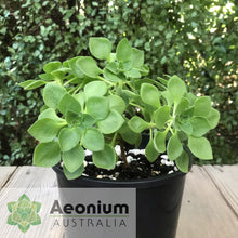 Load image into Gallery viewer, Aeonium goochiae