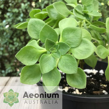 Load image into Gallery viewer, Aeonium goochiae