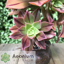 Load image into Gallery viewer, Aeonium leucoblepharum (Yemen Form)
