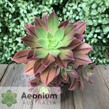 Load image into Gallery viewer, Aeonium leucoblepharum (Yemen Form)