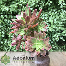 Load image into Gallery viewer, Aeonium leucoblepharum (Yemen Form)