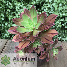 Load image into Gallery viewer, Aeonium leucoblepharum (Yemen Form)