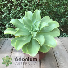 Load image into Gallery viewer, Aeonium nobile