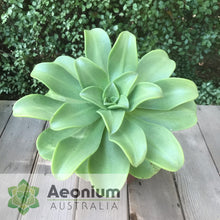 Load image into Gallery viewer, Aeonium nobile