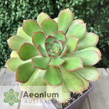 Load image into Gallery viewer, Aeonium davidbramwellii (Red Edge)