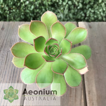 Load image into Gallery viewer, Aeonium davidbramwellii (Red Edge)
