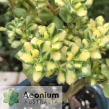 Load image into Gallery viewer, Aichryson bethencourtianum Variegated