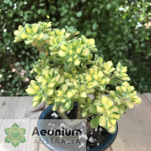 Load image into Gallery viewer, Aichryson bethencourtianum Variegated