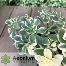 Load image into Gallery viewer, Aichryson x aizoides 'Little Coral'