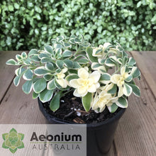 Load image into Gallery viewer, Aichryson x aizoides 'Little Coral'