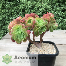 Load image into Gallery viewer, Aeonium 'Blushing Beauty' Crest