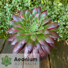 Load image into Gallery viewer, Aeonium 'Peacock'