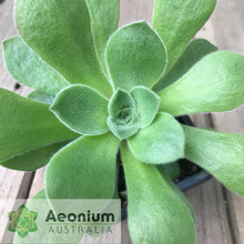 Load image into Gallery viewer, Aeonium canariense var. virgineum