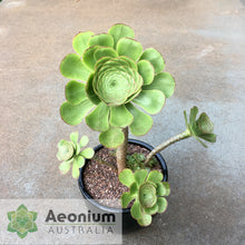 Load image into Gallery viewer, Aeonium undulatum