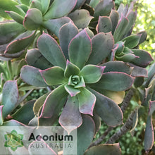 Load image into Gallery viewer, Aeonium percarneum var. guiaense