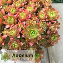 Load image into Gallery viewer, Aeonium 'Infinity'