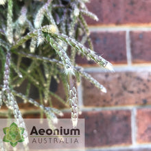 Load image into Gallery viewer, Rhipsalis pilocarpa