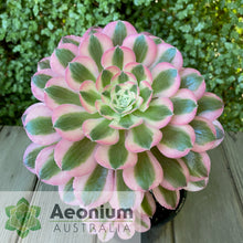 Load image into Gallery viewer, Aeonium 'Pink Witch'