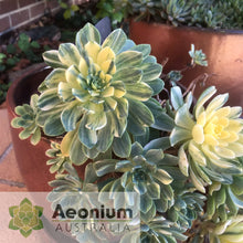 Load image into Gallery viewer, Aeonium 'Harry Mak' aka 'Suncup'