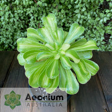 Load image into Gallery viewer, Aeonium 'Albovariegatum' Reverse Variegation