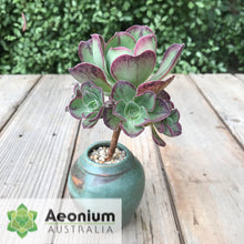 Load image into Gallery viewer, Aeonium 'Marnier Lapostolle’