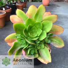 Load image into Gallery viewer, Aeonium 'Emerald Carpet'