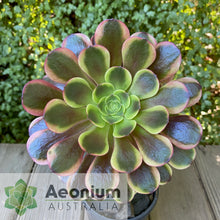 Load image into Gallery viewer, Aeonium 'Superbang'