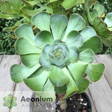Load image into Gallery viewer, Aeonium arboreum aff. holochrysum (El Hierro)