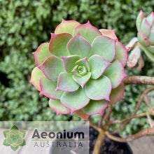 Load image into Gallery viewer, Aeonium percarneum var. guiaense