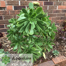 Load image into Gallery viewer, Aeonium balsamiferum