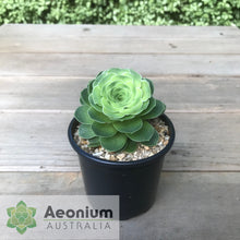 Load image into Gallery viewer, Aeonium aureum