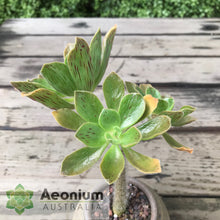 Load image into Gallery viewer, Aeonium smithii