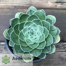 Load image into Gallery viewer, Aeonium aureum