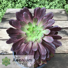 Load image into Gallery viewer, Aeonium 'Inferno'