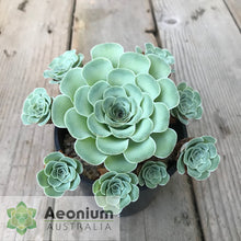 Load image into Gallery viewer, Aeonium dodrantale