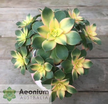 Load image into Gallery viewer, Aeonium 'Dream Color'