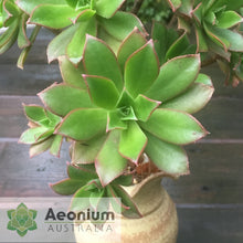 Load image into Gallery viewer, Aeonium decorum 'Fairy Wings'