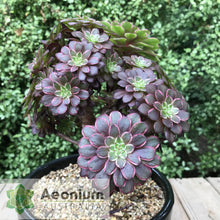 Load image into Gallery viewer, Aeonium 'Inferno'