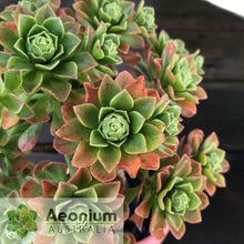 Load image into Gallery viewer, Aeonium spathulatum hybrid
