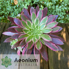 Load image into Gallery viewer, Aeonium 'Firecracker' Variegated